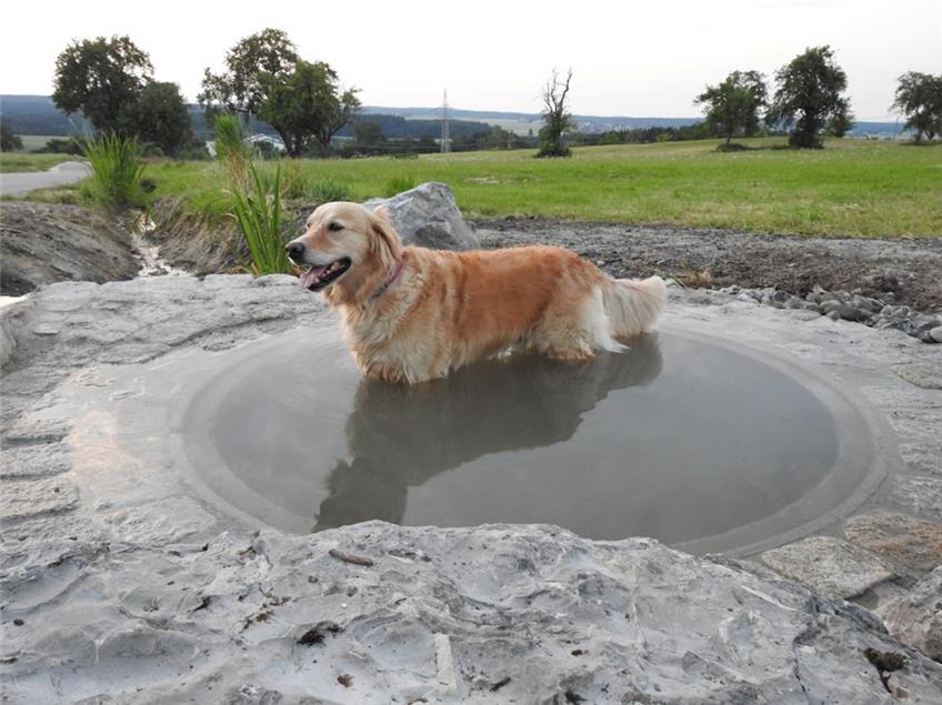 Spaß für Hund und Herrchen: Im Dingelebrunnen fließt Wasser