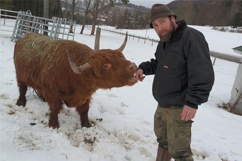 Pfeffinger Highlandrinder: Gruppe verkleidet sich als Kuh mit Werbeanhänger