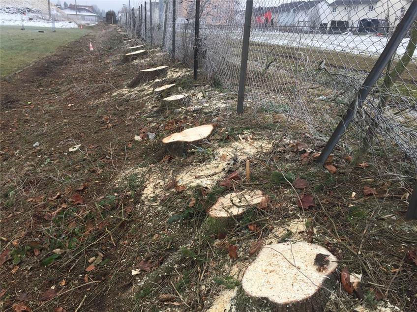 Anwohner baten, die Bäume an der Landessportschule zu fällen