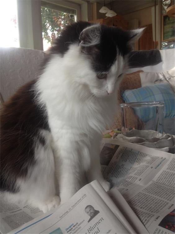 Leser machen Zeitung: Katze Clairchen liest besonders gerne im Zollern-Alb-Kurier