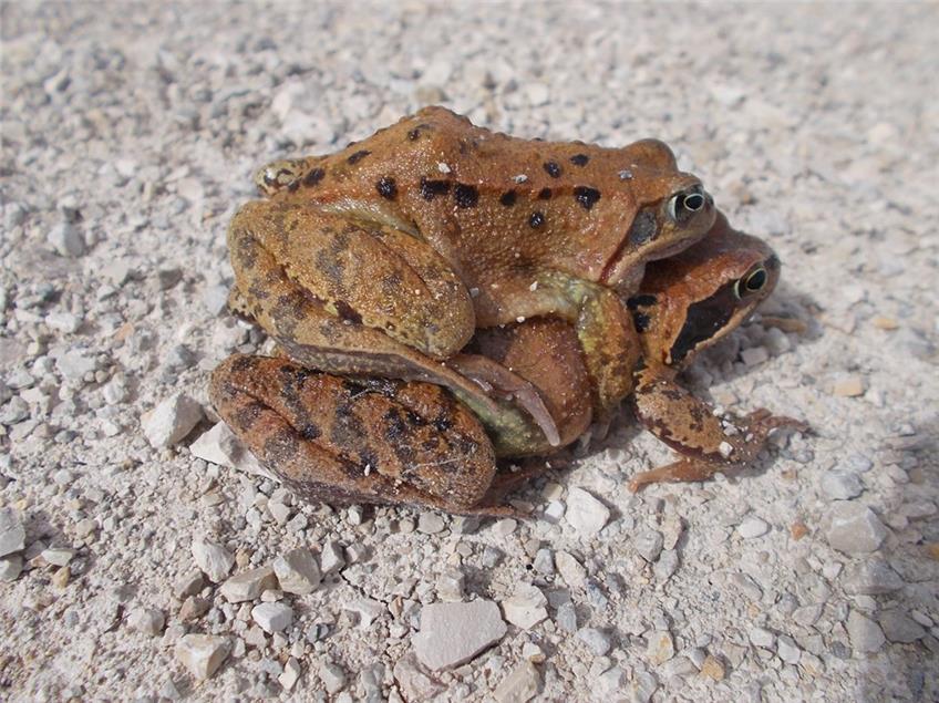 Fauna am Plettenberg: Mit dem Frosch auf Du und Du