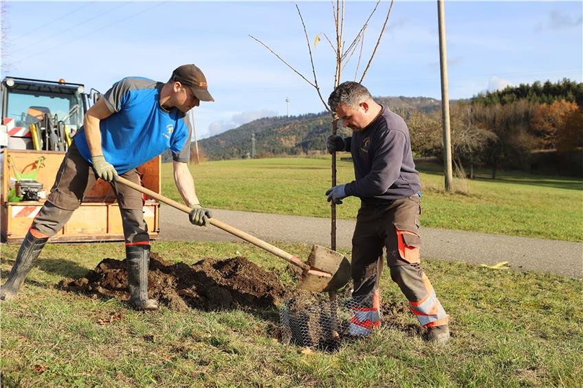 20 Obstbäume in Dotternhausen gesetzt: Es entsteht ein Lebensraum für 5000 Tierarten