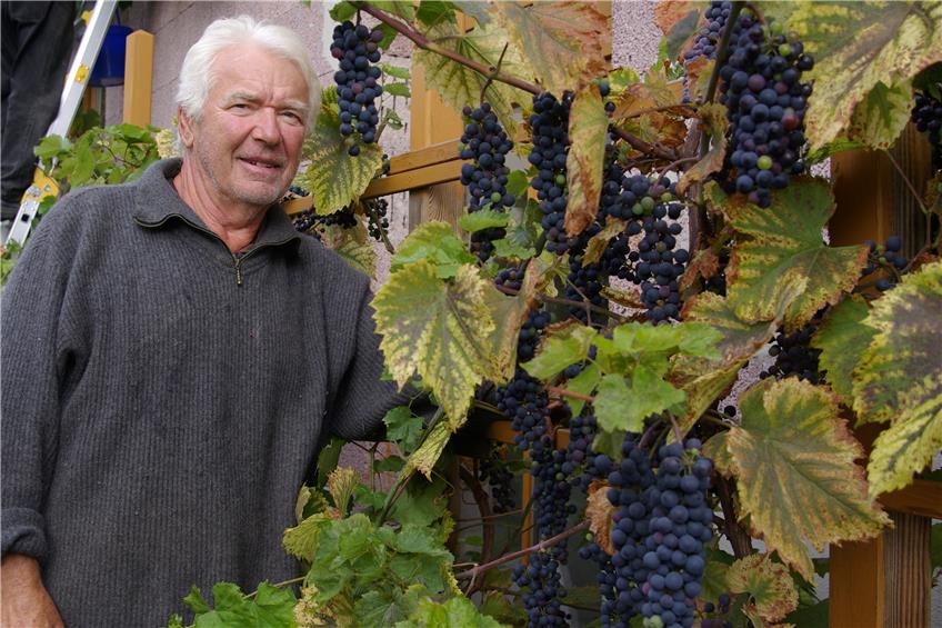 Winterlinger Weinlese: Klimawandel lässt sogar auf der Rauhen Alb die Trauben gut gedeihen