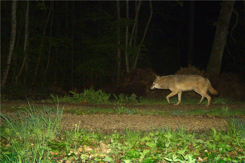 Ein Wolf streift durchs Donautal und tappt bei Beuron in eine Fotofalle