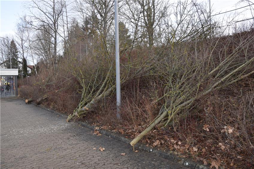 Sportanlage Längenfeld in Balingen: Den Anwohnern missfallen die Baumfällarbeiten