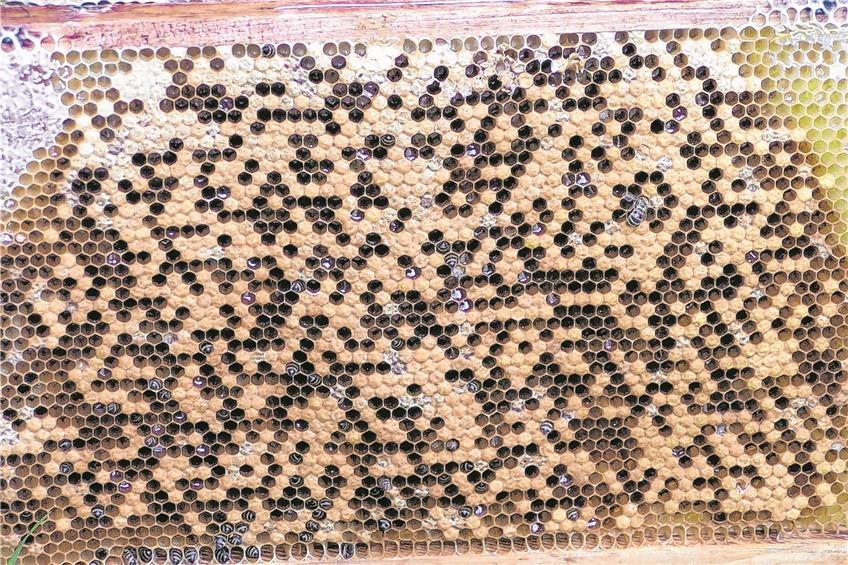 Die Imker können aufatmen: Der Bienen-Sperrbezirk bei Burladingen ist wieder aufgehoben