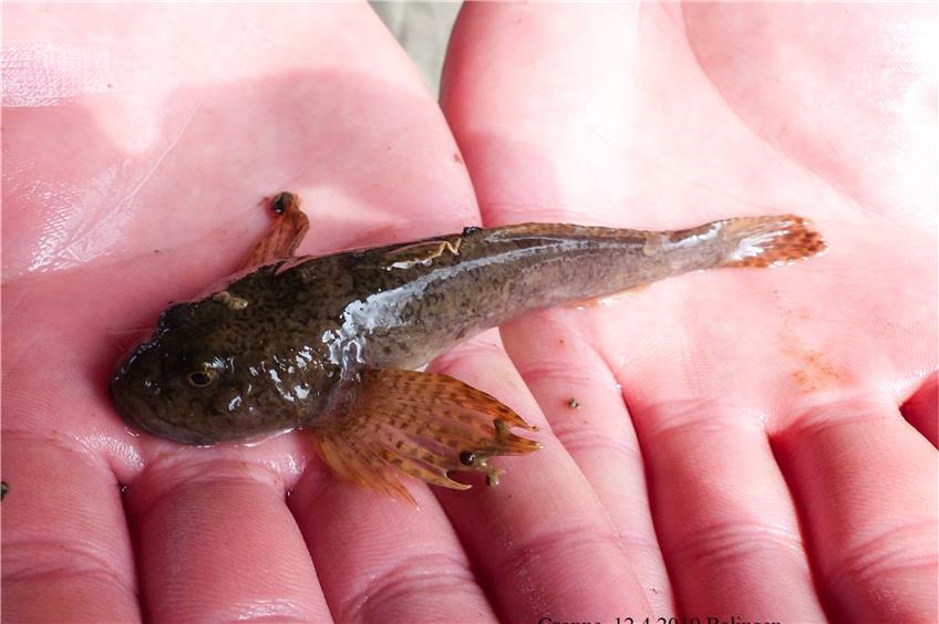 Gartenschau-Kartierung ergibt: Zahlreiche Fischarten fühlen sich in Balinger Gewässern wohl