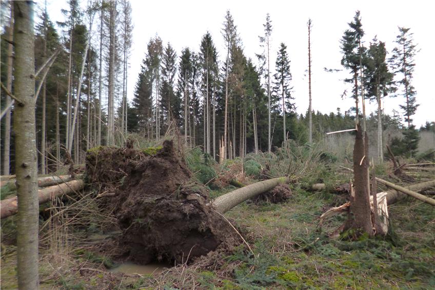 Das große Unheil bleibt noch aus: Der Waldzustand im Landkreis gibt trotzdem Anlass zur Sorge