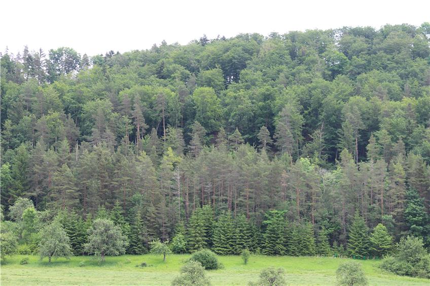 Der Winterlinger Gemeindewald leidet unter Stürmen, Trockenheit und dem Borkenkäfer