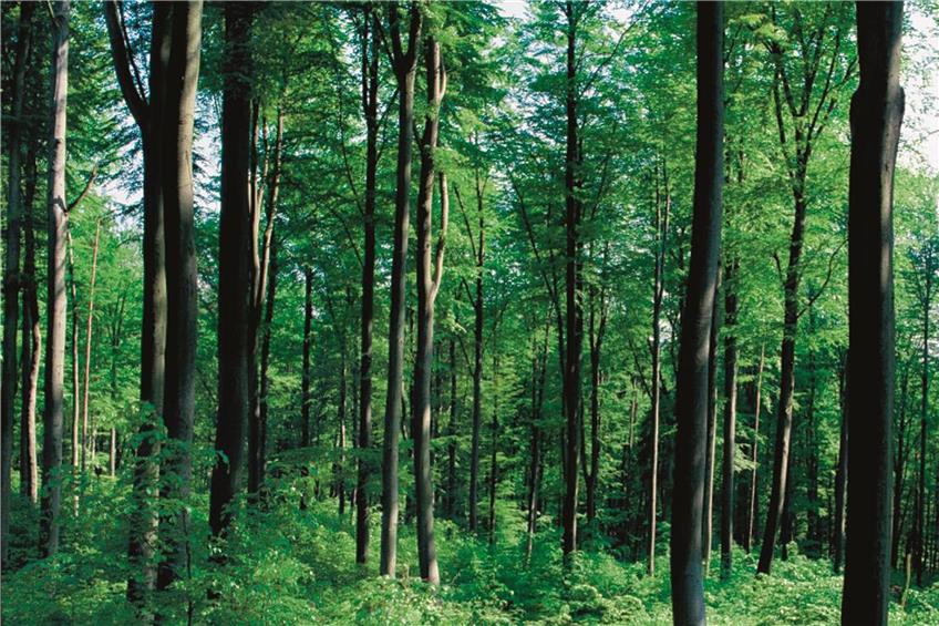 Der Wald als Lösung des Klimawandels
