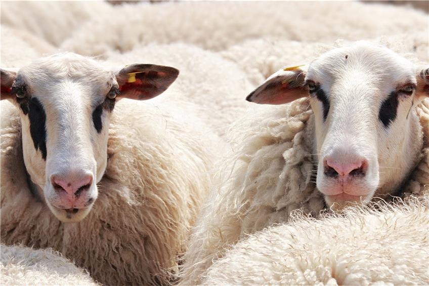 Unbekannte stehlen mehrere Schafe auf Hechinger Weide: Polizei bittet um Zeugenhinweise