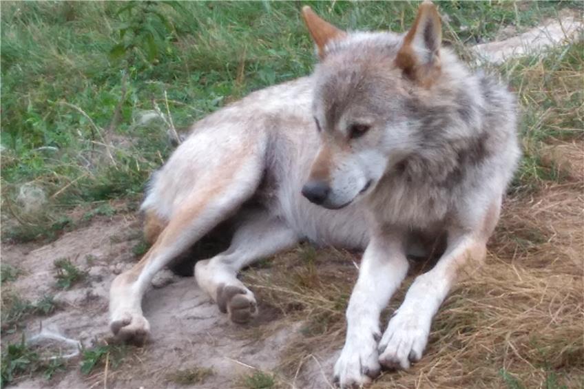 Ein Wolf durchstreift das Donautal: Die Region steht unter Spannung