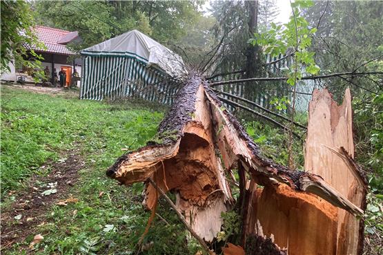 Unwetter-Schäden: Baum trifft Zelt auf Onstmettinger „Fuchsfarm“ – Zeltlager evakuiert