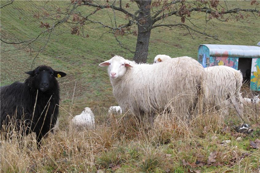 Winterlingens Schafe und Ziegen gehen zum Überwintern in den Pfarrgarten