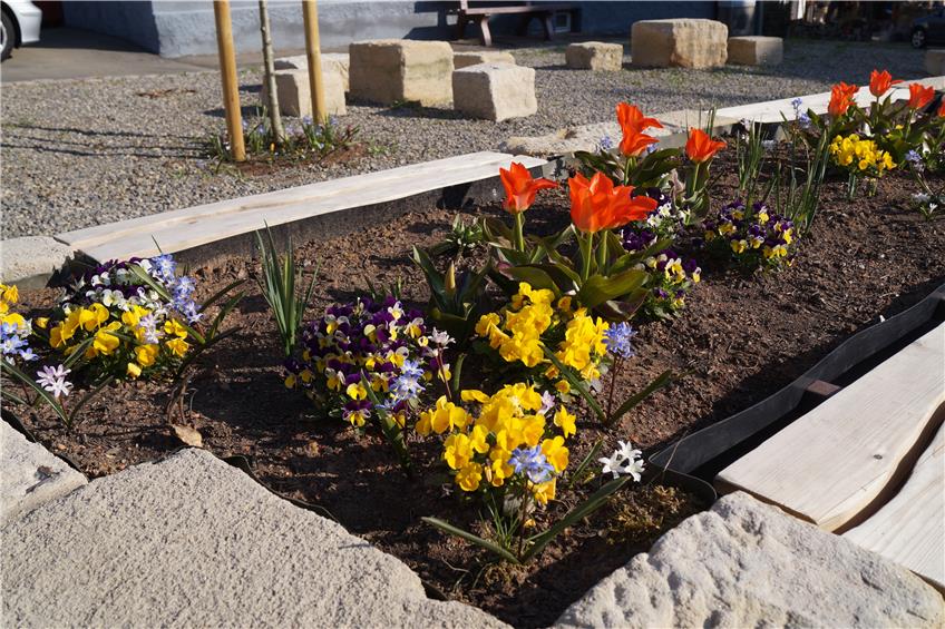Neuer Binsdorfer Dorfplatz strahlt in vielen Farben: Blumen strecken Köpfchen aus der Erde