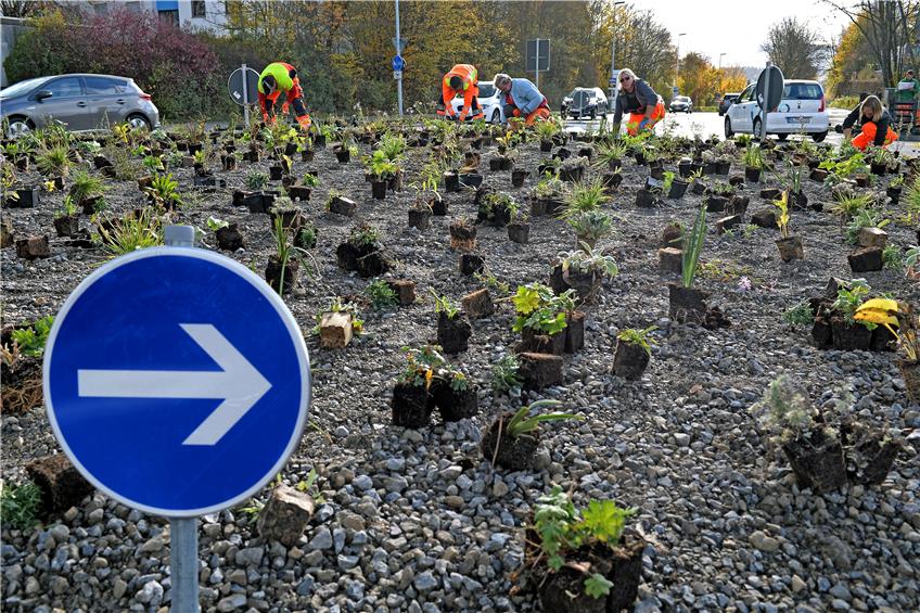 Stadt Balingen pflanzt 3500 Stauden im neu gestalteten Kreisel an der Grünewaldstraße
