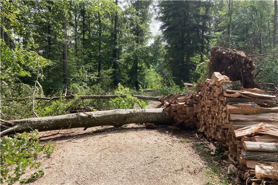 Aufräumarbeiten gehen gut voran: Sturm verursacht in Albstadt rund 600.000 Euro Schaden