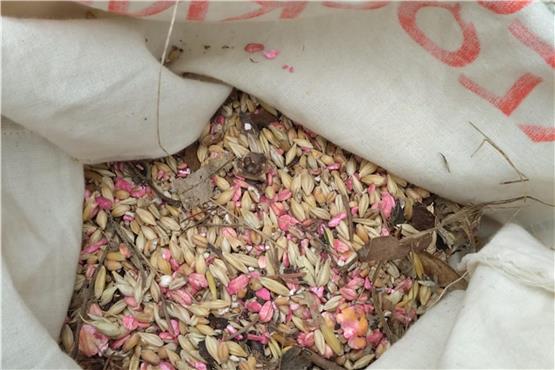 „Roter Weizen“ in Futterspur: Sollten in Hechingen Tauben vergiftet werden?