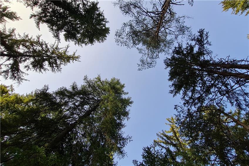 Nachhaltig, ökologisch und naturnah: Ratshausens Wald ist gut in Schuss