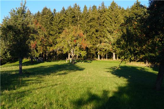Waldkindergarten am Palmbühl in Schömberg stößt bei den Räten auf große Zustimmung