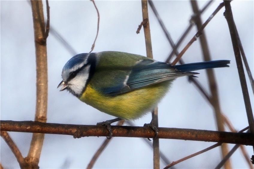„Stunde der Wintervögel“: Peter Faber vom NABU Balingen beantwortet häufige Fragen