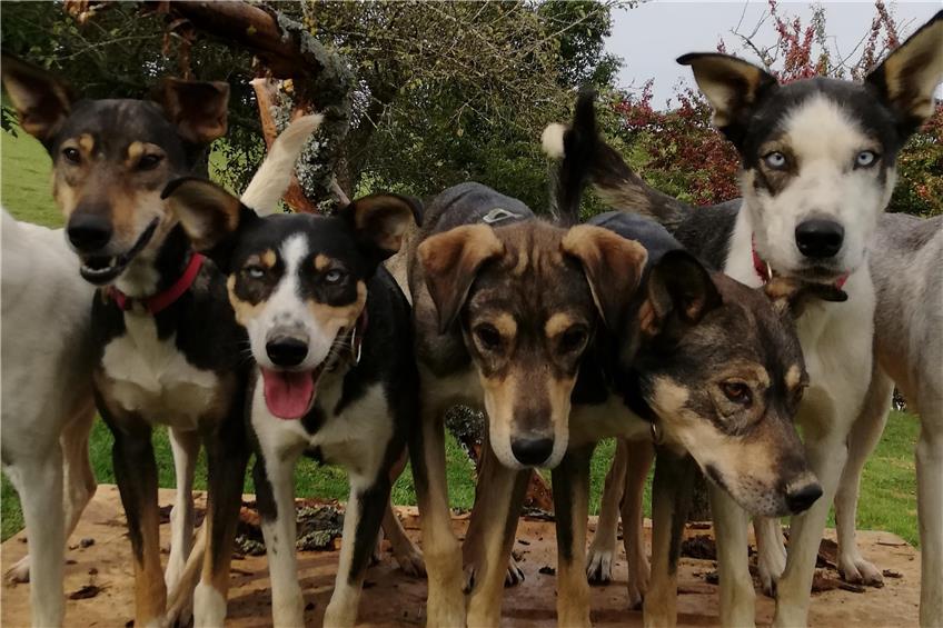 Nein zur Hundehaltung in Weilstetten: „Das kommt einem Berufsverbot gleich“