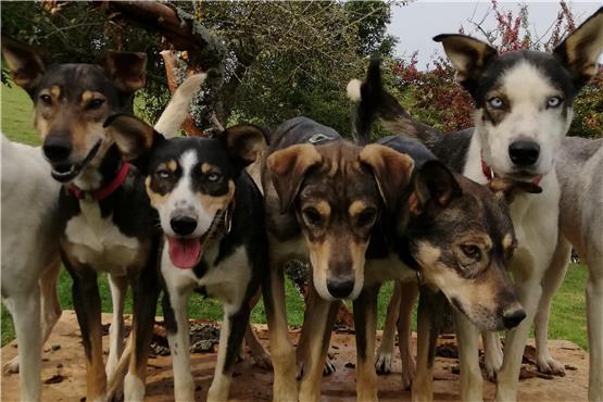 Nein zur Hundehaltung in Weilstetten: „Das kommt einem Berufsverbot gleich“