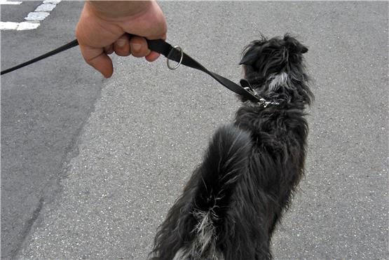 Hundehalter und Häuslebesitzer können sich freuen: In Straßberg steigen die Steuern nicht