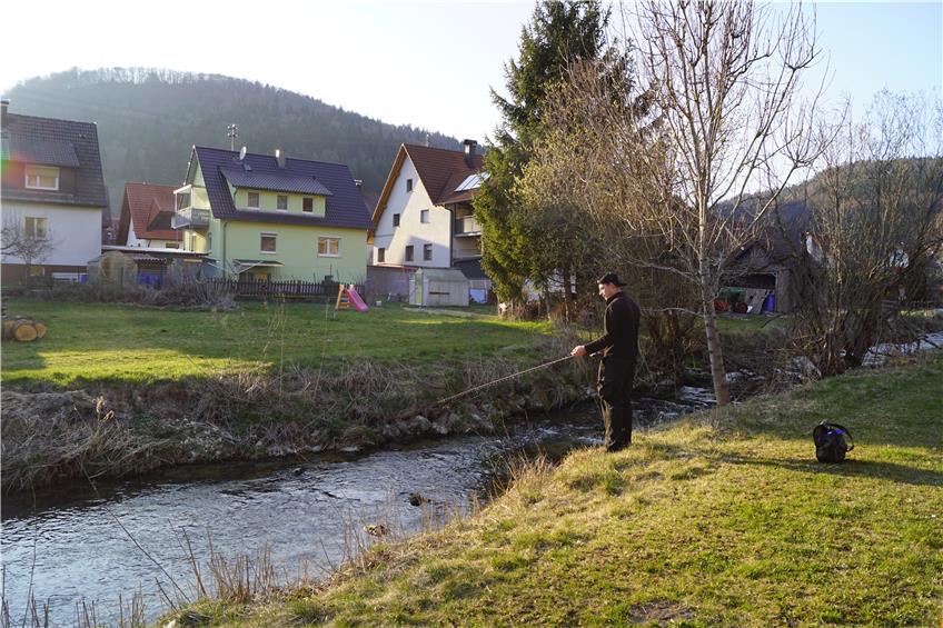 Wieder mehr Leben: In der Bära in Nusplingen tummeln sich über 1000 kleine Bachforellen