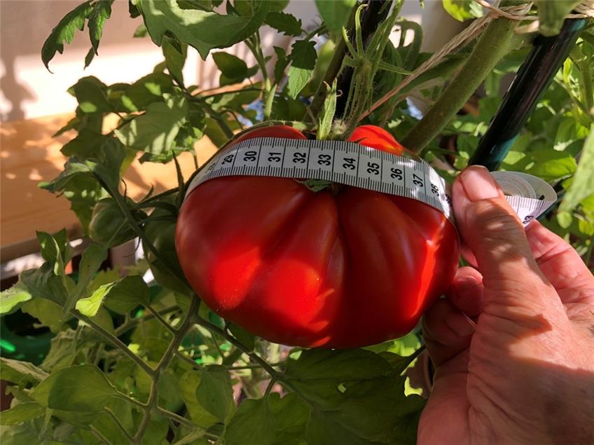 Eine Tomate so groß wie zwei Männerfäuste