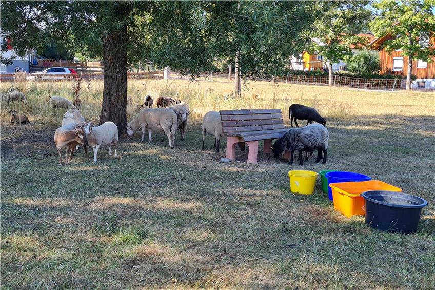 Statt Rasenmäher: Warum derzeit Schafe durch Dotternhausen ziehen 