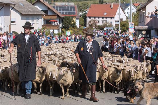 Dreitägiges Fest in Denkingen: Zum größten Schafabtrieb im Land werden tausende Besucher erwartet