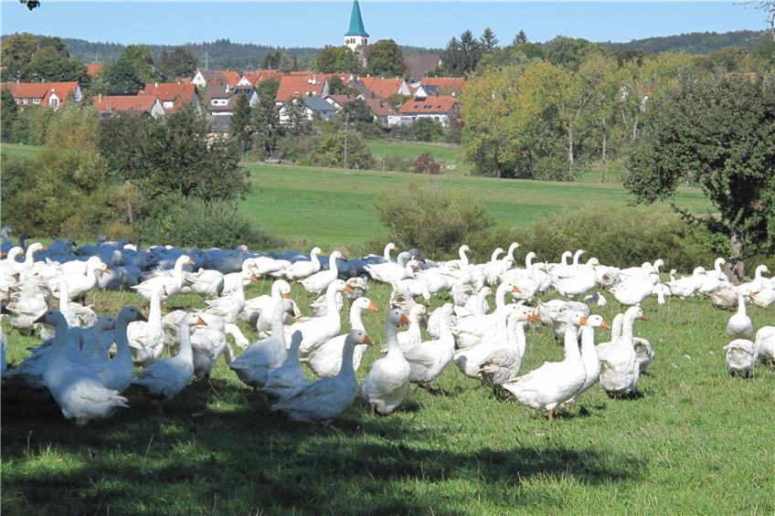 Rund 700 Weidegänse genießen bei Winterlingen noch den Spätsommer