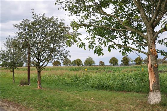 Bäume bei Feldkreuz beschädigt: Dotternhausener Landwirt erbost über mutwilligen Naturfrevel