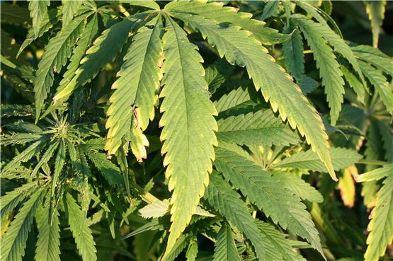 Abgeordnete aus dem Zollernalbkreis: zwei Stimmen für, eine gegen Cannabis-Legalisierung