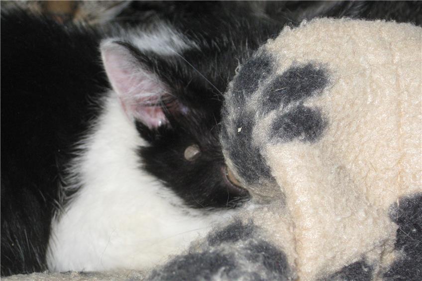 Tierdrama in Geislingen geht gut aus: Katzenmama überlebt Vergiftung, Babys sind gefunden