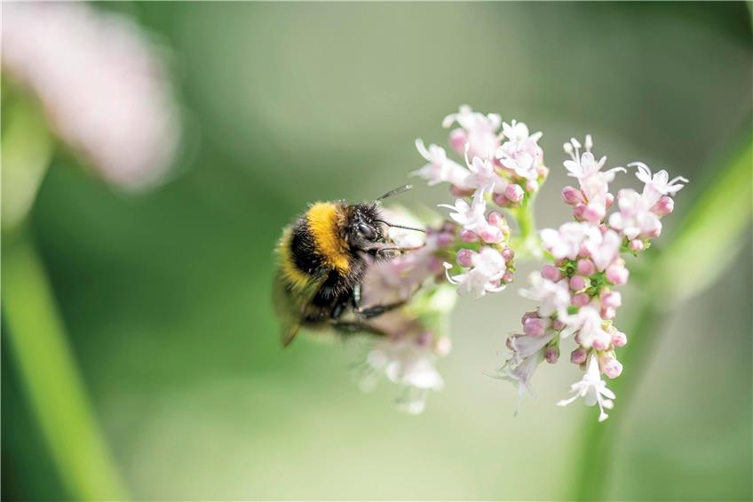 Ehrenamt macht’s möglich – Auf Schotterfeld beim Albstädter Machenmuseum entsteht Bienenoase