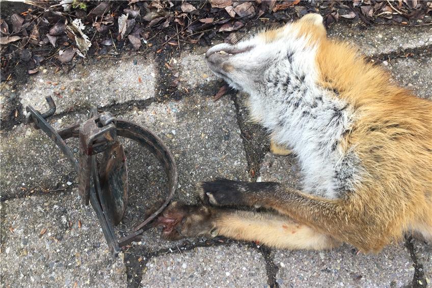 Junger Fuchs verfängt sich in einer illegal aufgestellten Tellereisenfalle in Truchtelfingen