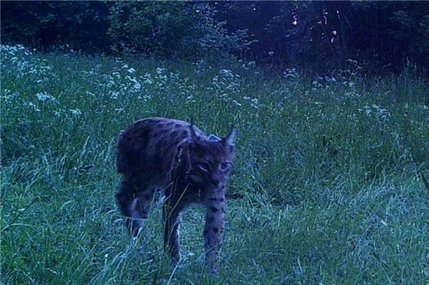 Spektakuläre Wildkatzen-Aufnahmen: Ein Luchs geht in Nusplingen mehrmals in die Fotofalle