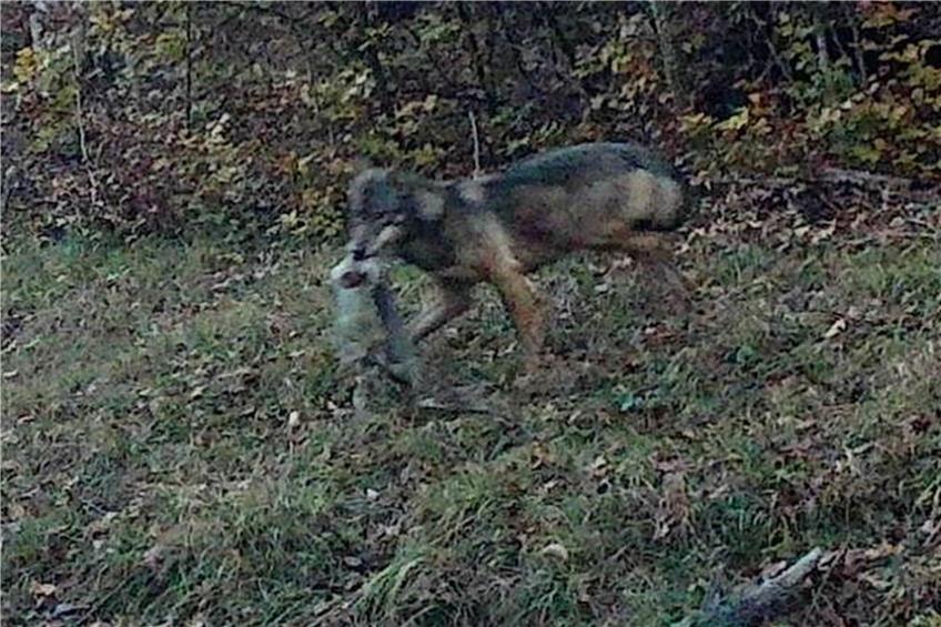 Wildkamera liefert den Beweis: In den Wäldern von Burladingen war ein Wolf unterwegs