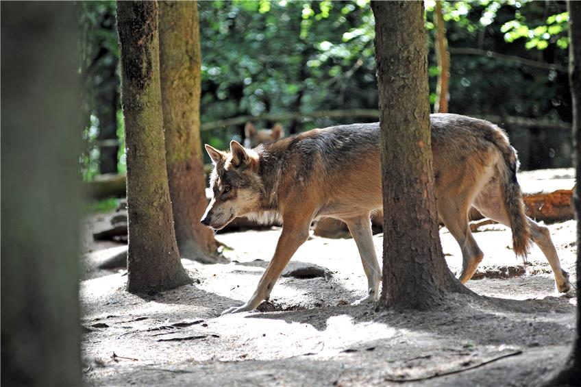 Wildtierökologin referiert in Albstadt: Der Wolf ist keine Gefahr für den Menschen