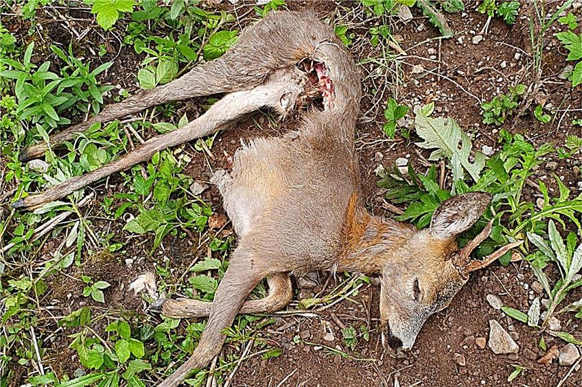 Wildfrevel beunruhigt Geislinger Jägerschaft: Hunde sollten im Wald unbedingt angeleint werden