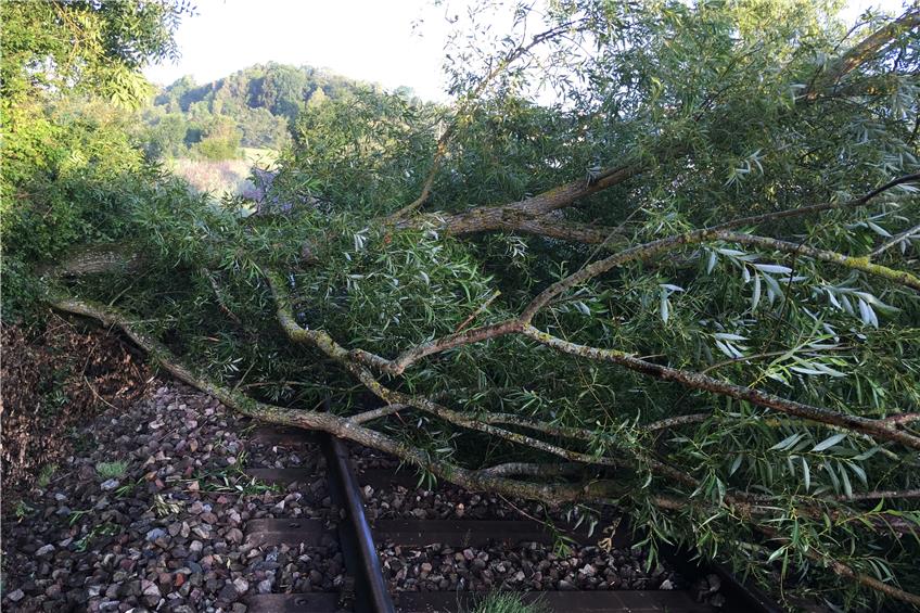 Baum stürzt in Endingen auf die Schienen: Bahnverkehr wird nicht behindert