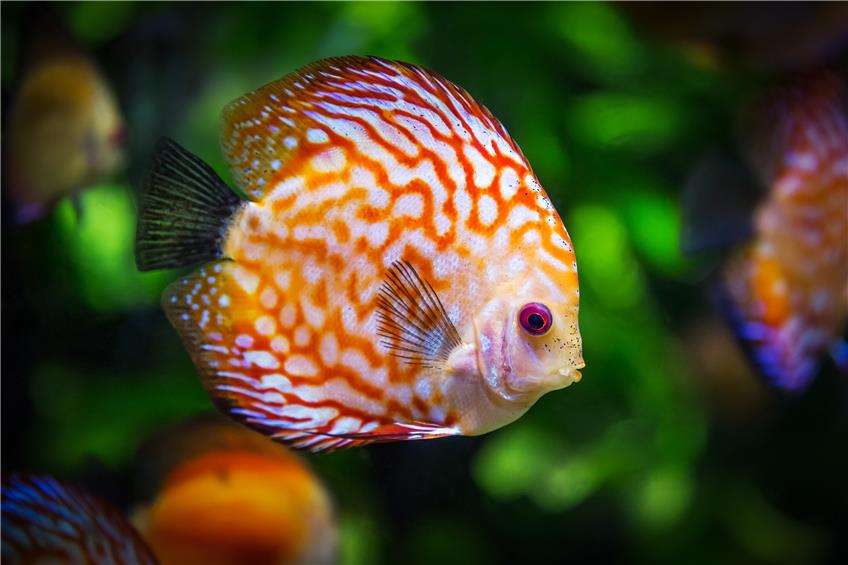 Wie ein Fisch im Wasser: Ein Profi gibt Tipps zur Aquarienwahl
