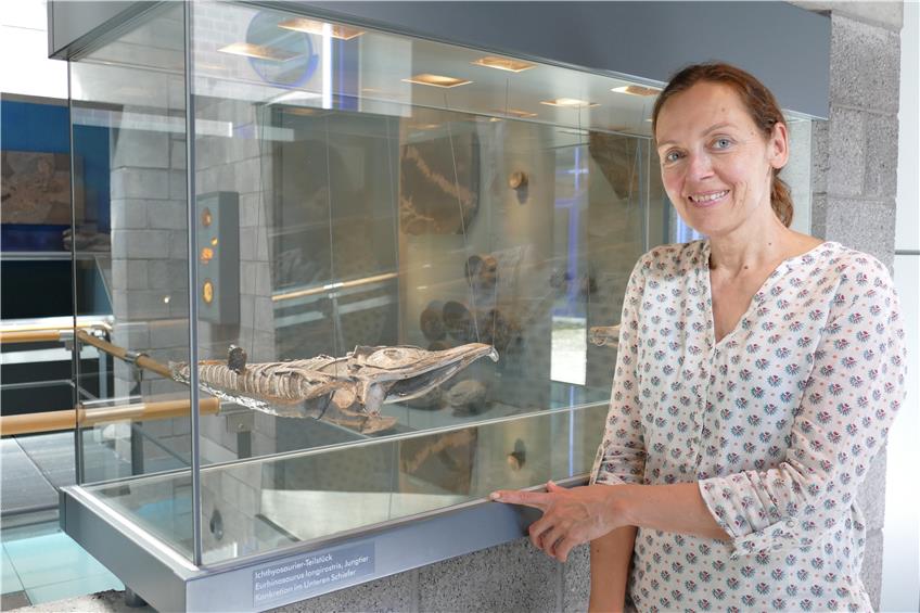 Kleine Sensation im Fossilienmuseum: Neue Fischsaurier-Art kommt aus Dotternhausen