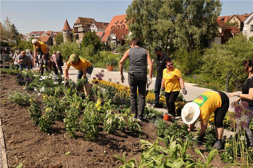 In Balingen blüht der Sommer: Gärtnerteams und Ehrenamtliche setzen 14.000 neue Pflanzen