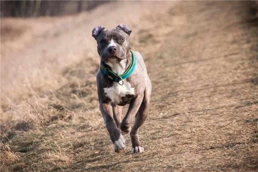Nach tödlicher Beißattacke: Halter wurde American Staffordshire Terrier abgenommen