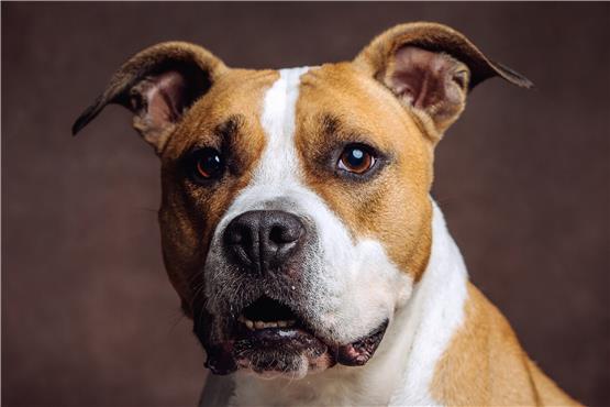 Tierschutzverein Zollernalb: „Eine rassespezifische Gefährlichkeit bei Hunden gibt es nicht“