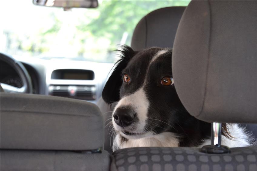 Drei zurückgelassene Hunde überleben Hitze im Auto – Besitzerinnen erwarten Anzeigen