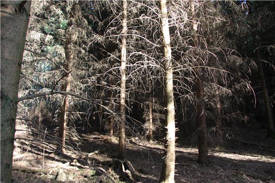 Waldbrandgefahr: Landratsamt stellt Verhaltensregeln auf und gibt Tipps für den Ernstfall